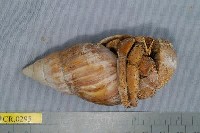 藏品(呆寄居蟹)的圖片